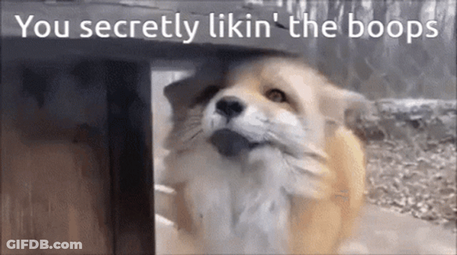Cute Fox Secretly Likes Boop GIF