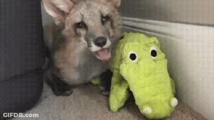 Cute Fox Yawning And Playing Toy GIF