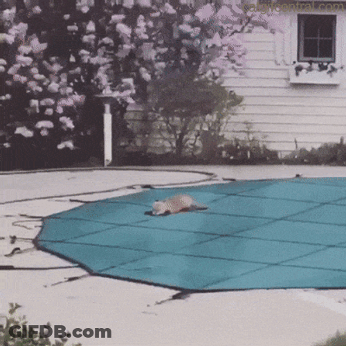 Cute Foxes Running And Playing GIF