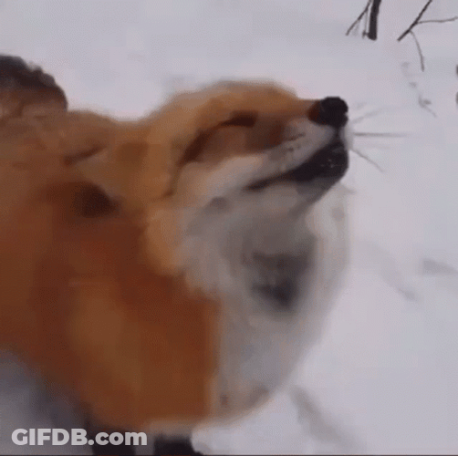 Cute Foxy Loves  Boop GIF