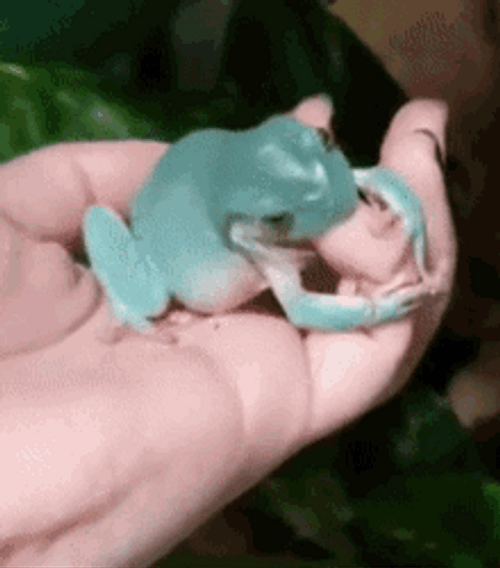 Cute Frog Biting GIF