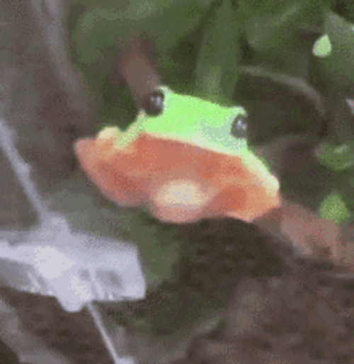Cute Frog Staring GIF