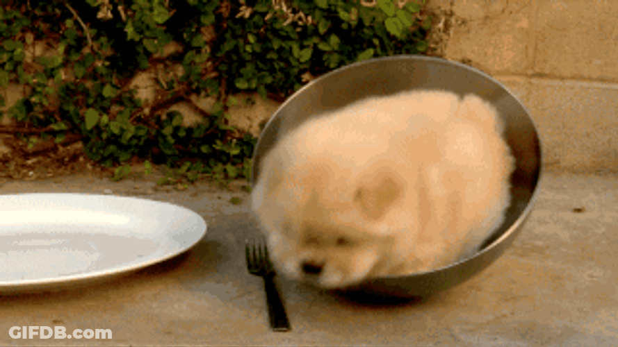 Cute Funny Dog Playing GIF