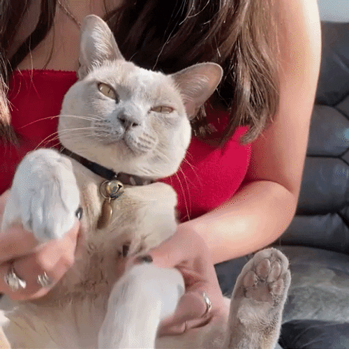 Cute Funny Drumroll Compilation GIF