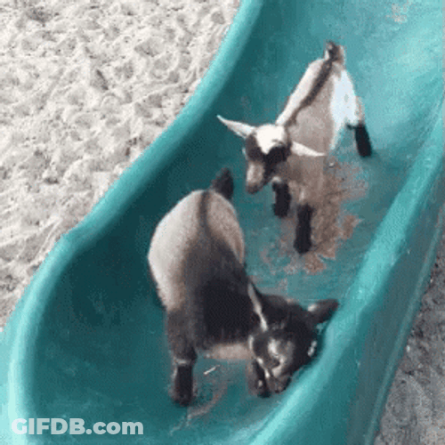 Cute Funny Goat Slide Trip GIF