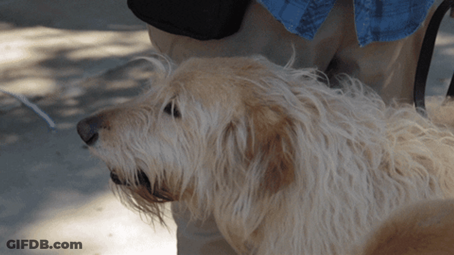 Cute Furry Big Dog Gets Rub GIF