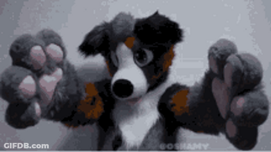 Cute Furry Paws GIF
