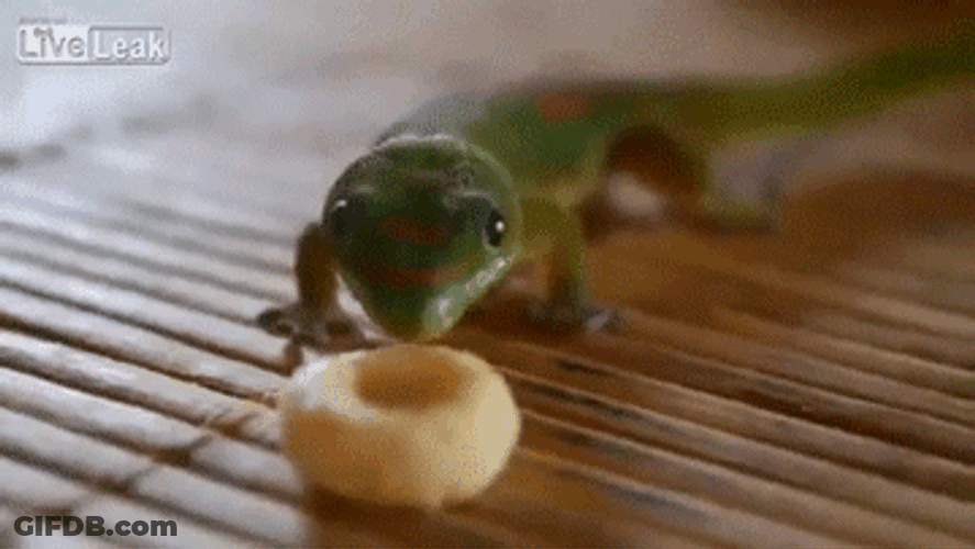 Cute Gecko Donut Lick GIF