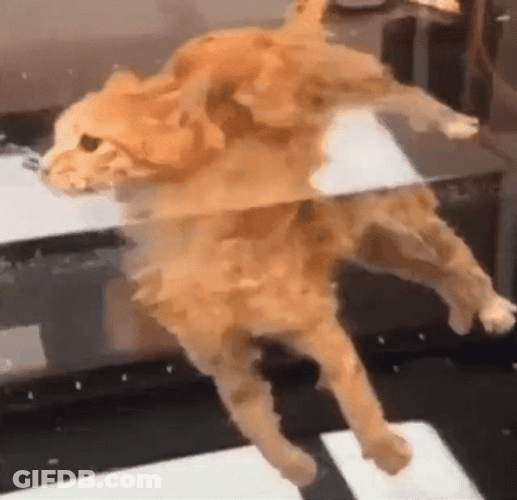 Cute Ginger Cat Floating In Water GIF