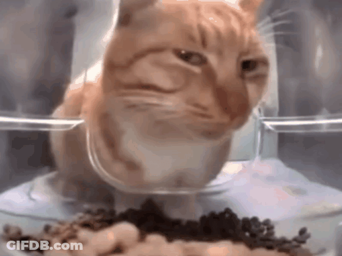 Cute Ginger Cat Squinting GIF