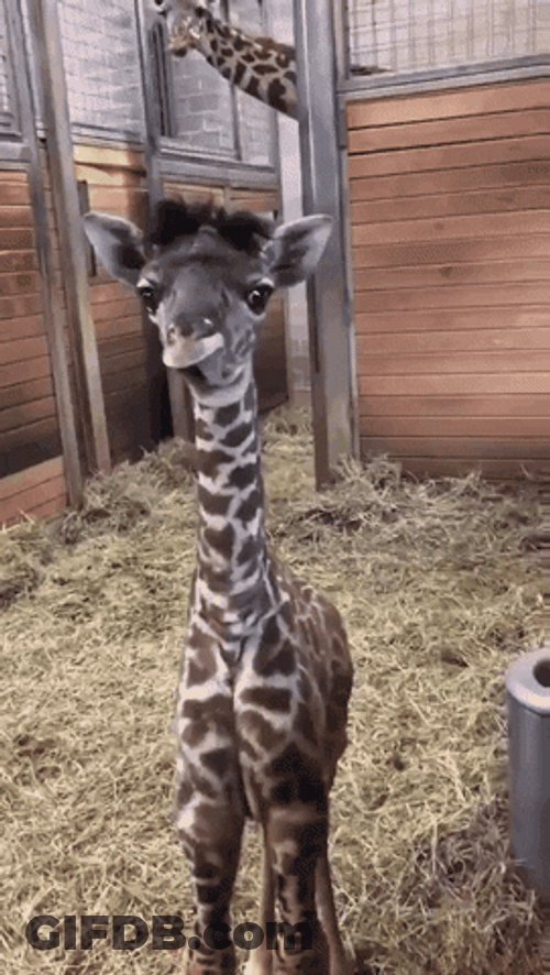 Cute Giraffe Sticking Out Tongue GIF