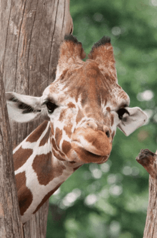 Cute Giraffe Wink GIF