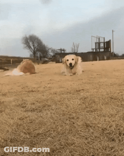 Cute Golden Retriever Dog Smile And Crawl GIF