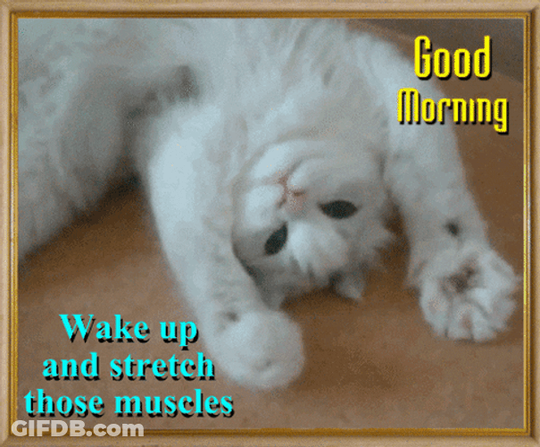 Cute Good Morning Cat GIF