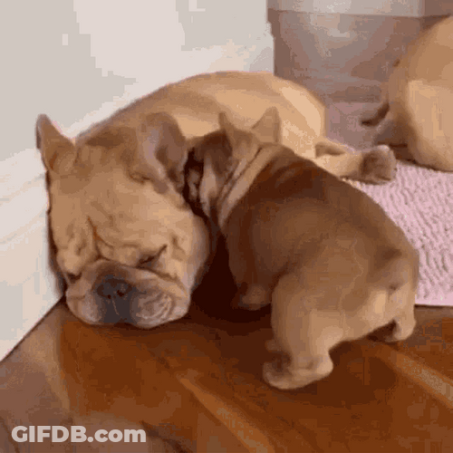 Cute Good Morning Puppy Wake Up Mom GIF