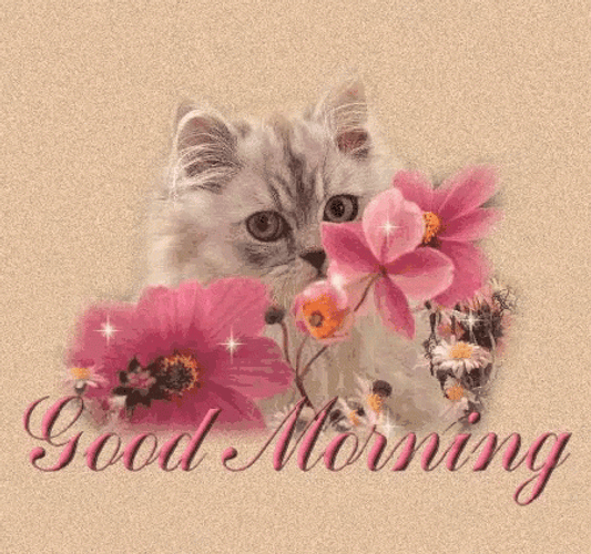 Cute Good Morning Wednesday Cat And Flower GIF