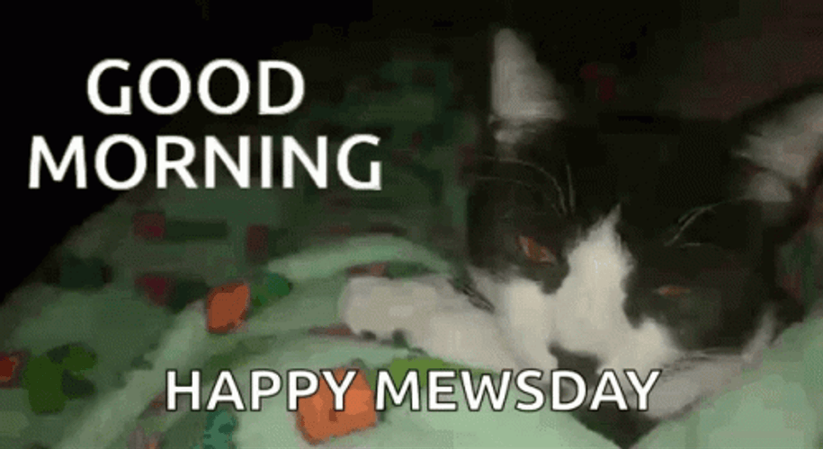 Cute Good Morning Wednesday Happy Mewsday GIF