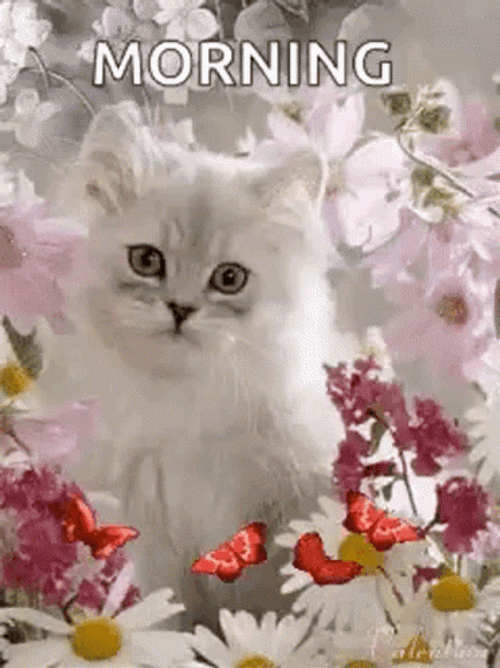 Cute Good Morning Wednesday White Fluffy Cat GIF