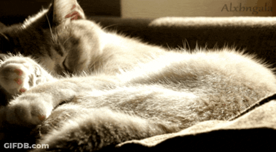 Cute Goodnight Cat Sleeping GIF