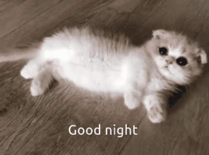 Cute Goodnight Cat GIF