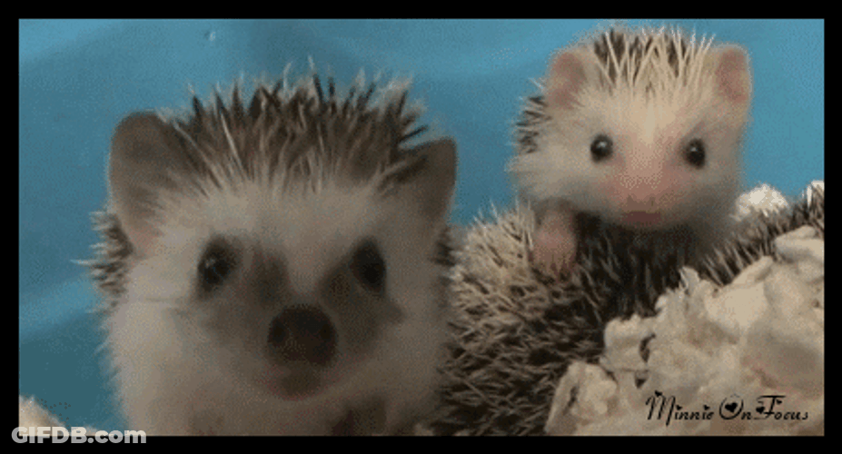 Cute Goodnight Sleepy Porcupine GIF