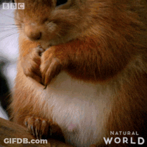 Cute Greedy Squirrel Eating GIF