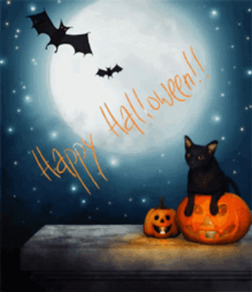 Cute Halloween Cat And Pumpkin GIF