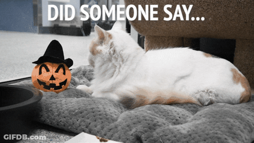Cute Halloween Cat Pumpkin Spice GIF