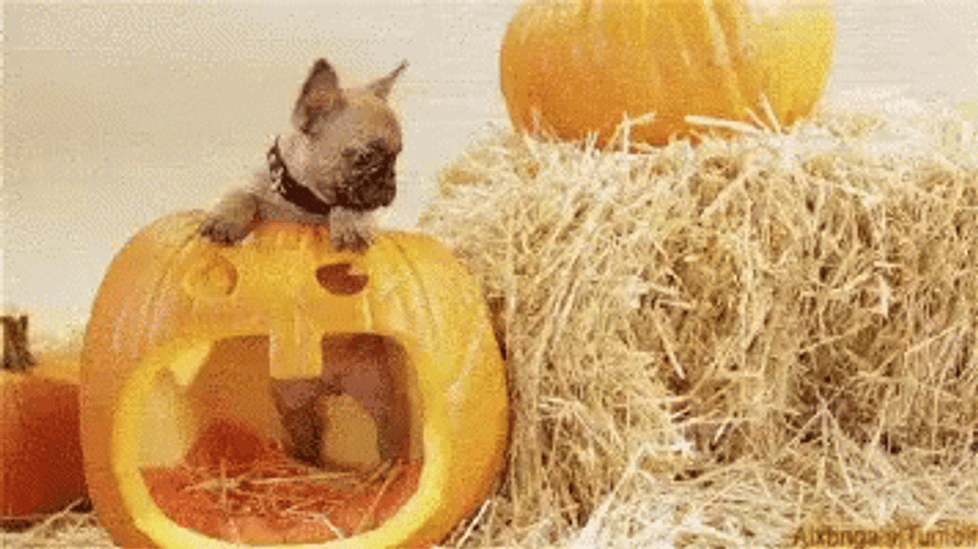 Cute Halloween Confused Dog GIF