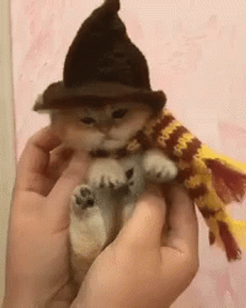 Cute Halloween Little Cat Witch GIF