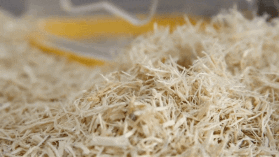 Cute Hamster Peeking GIF