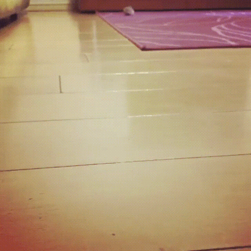 Cute Hamster Slide On The Floor GIF