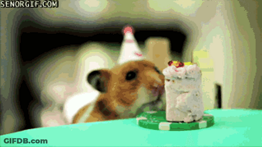 Cute Hamsters Birthday Party GIF
