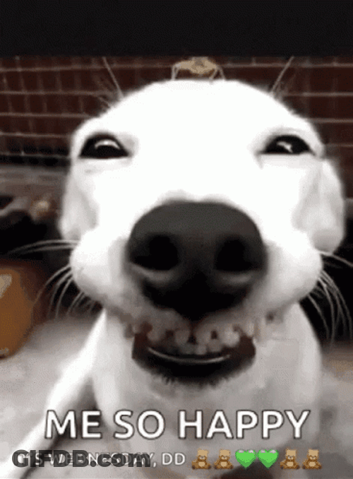 Cute Happy Dog Showing Wide Smile GIF