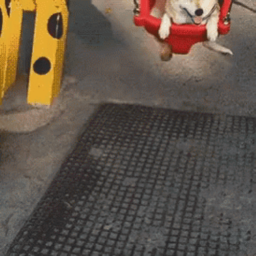 Cute Happy Dog Smile Riding Swing GIF