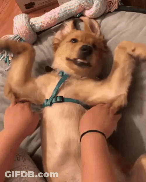 Cute Happy Flapping Dog GIF