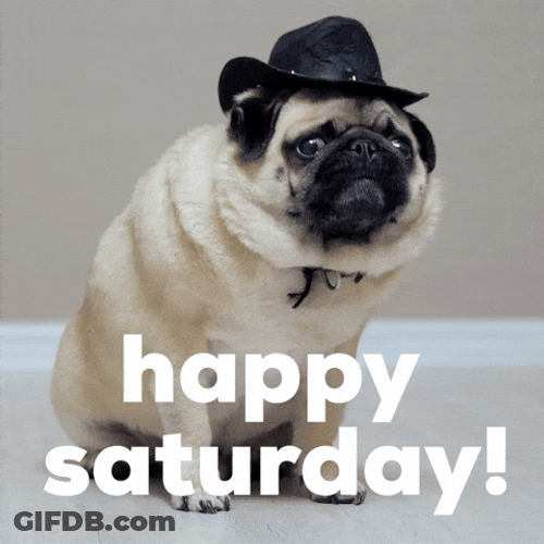 Cute Happy Saturday Dog Wearing Hat GIF