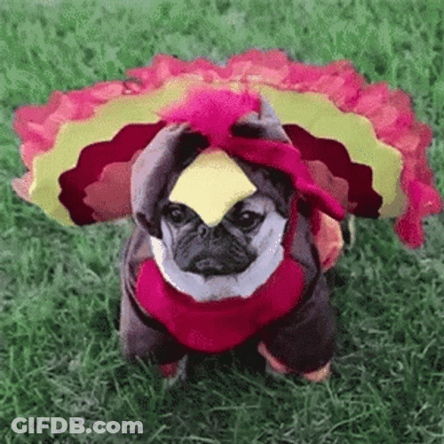 Cute Happy Thanksgiving Dog Costume GIF