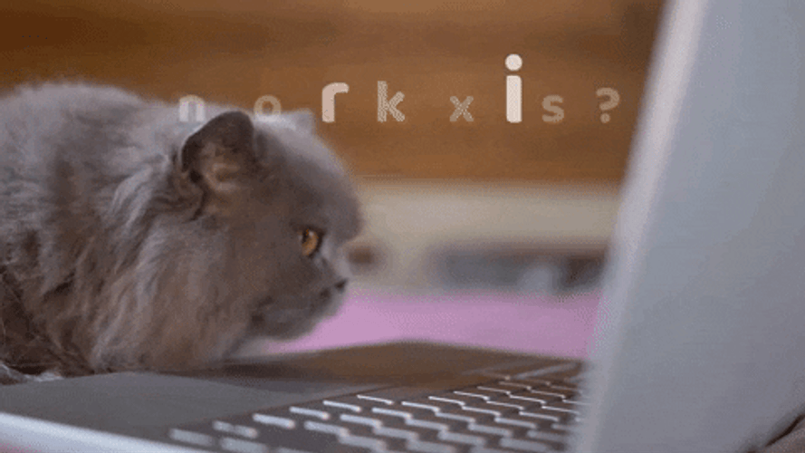 Cute Happy Tuesday Black Cat Blank Stare GIF