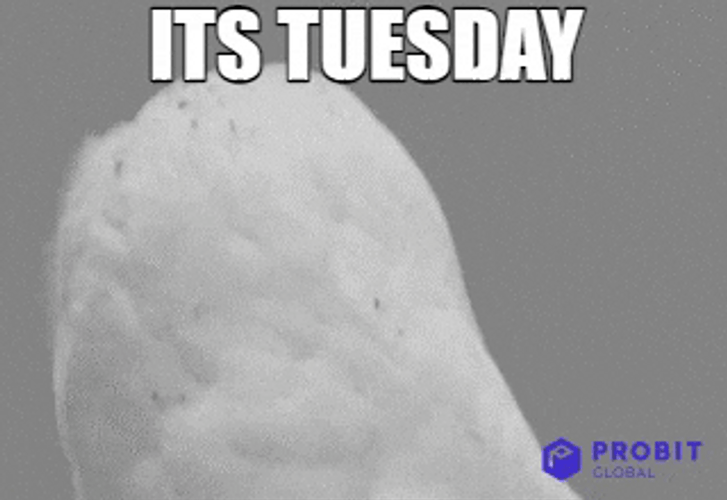 Cute Happy Tuesday Eagle Surprised Reaction GIF