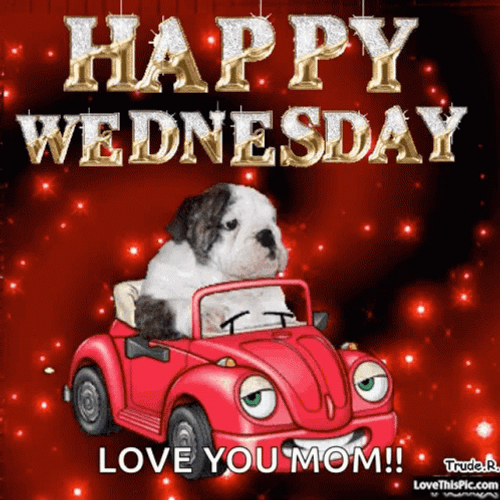 Cute Happy Wednesday Driving Dog GIF
