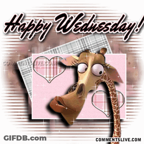 Cute Happy Wednesday Giraffe GIF