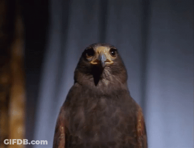 Cute Hawk Looking Around GIF
