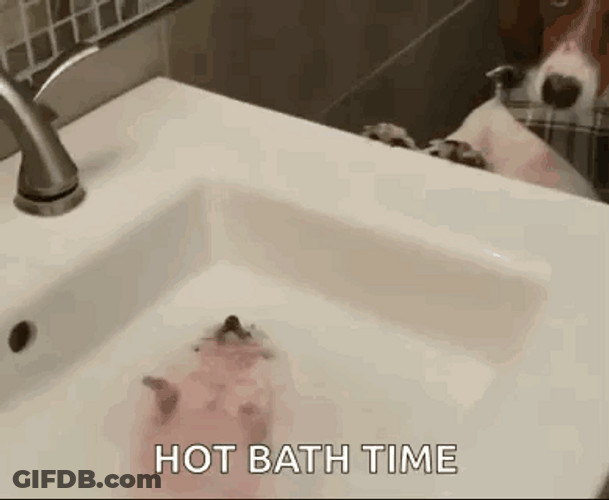 Cute Hedgehog Hot Bath Time GIF