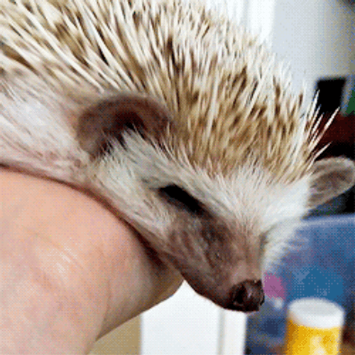 Cute Hedgehog Long Tongue GIF