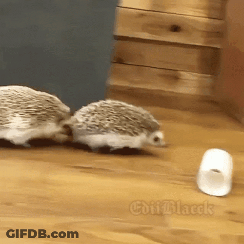 Cute Hedgehogs Playing Around GIF