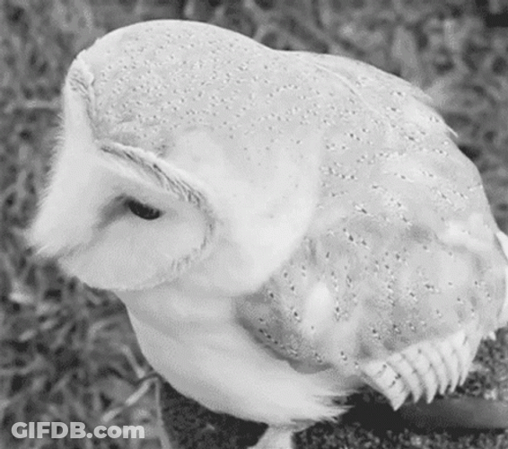 Cute Hedwig White Owl GIF