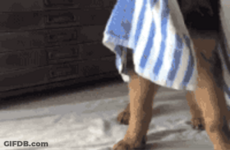 Cute Hound Dog Hello GIF