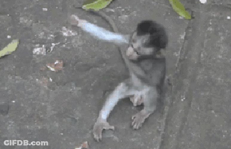 Cute Hug Baby Monkeys Come Here GIF