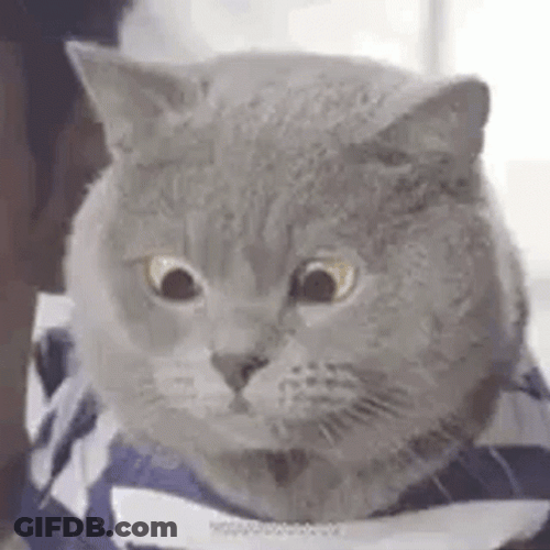 Cute Huh Cat Meme Funny GIF